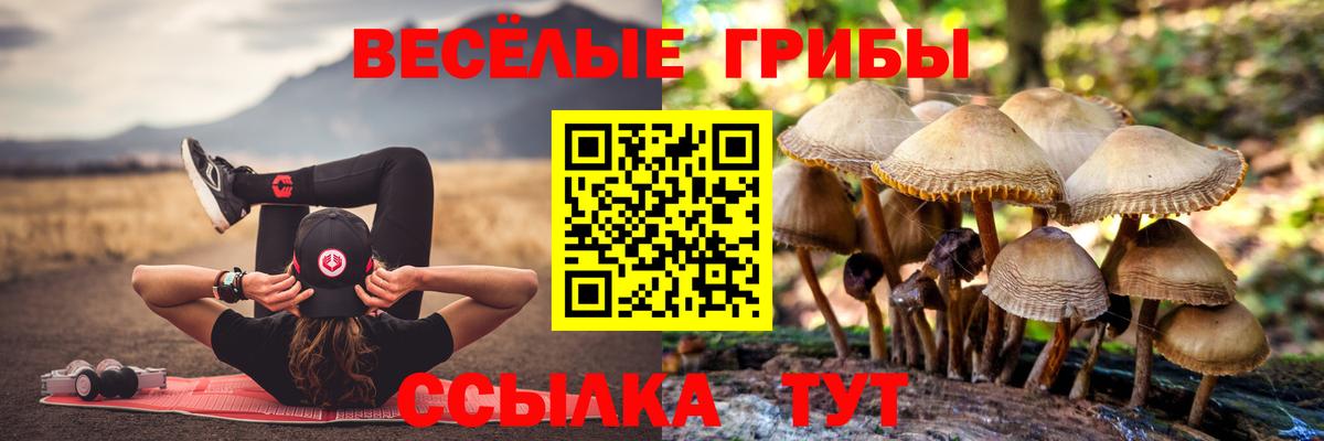 Галлюциногенные грибы Psilocybe Ирбит